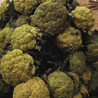 prodotti tipici - broccoletti