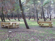 la Selva S. Nicola ( Camposanto vecchio ) - il Bosco