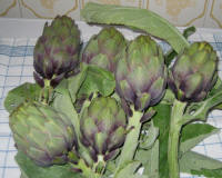 prodotti tipici - i carciofi