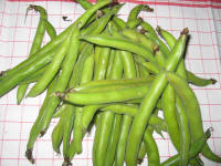 prodotti tipici - le fave