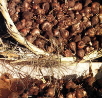 prodotti tipici - lampasciòni